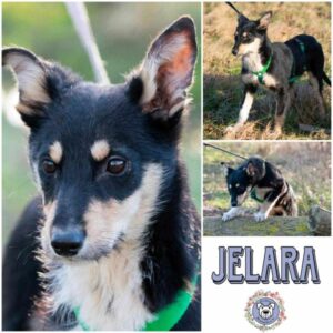 JELARA (♀) in 18311 Ribnitz Damgarten - vermittelt