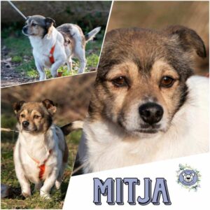 MITJA (♂) in 18311 Ribnitz Damgarten - vermittelt