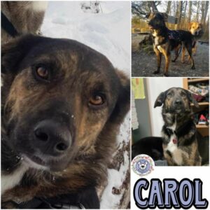 CAROL (♀) in 82223 Eichenau  - vermittelt