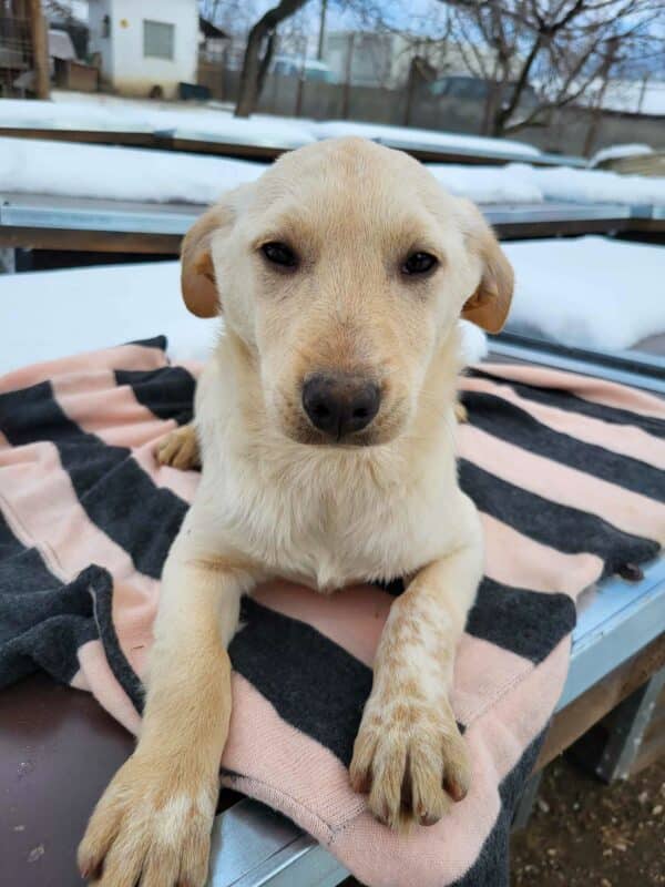 TAIKA (♀) - ausgereist zum Kinder- und Tierschutzhof Hahnenberg – Bild 6