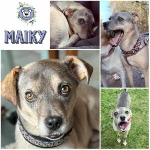 MAIKY (♂) in 21521 Aumühle  - vermittelt