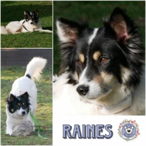 RAINES (♀) in 21493 Möhnsen  - vermittelt