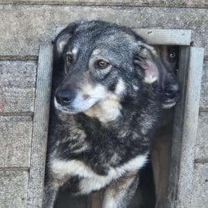 BEAVER (♂) - sollte dringend ausreisen, bereits unsicher!