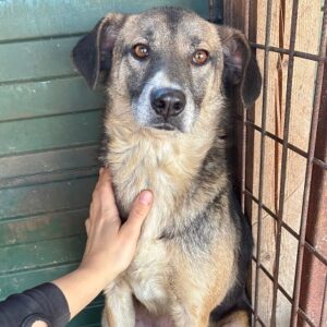 HEIDIE (♀) seit mind. 2023 im Shelter