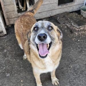 JAMBO (♂) - Probleme mit der Hinterhand - Notfall