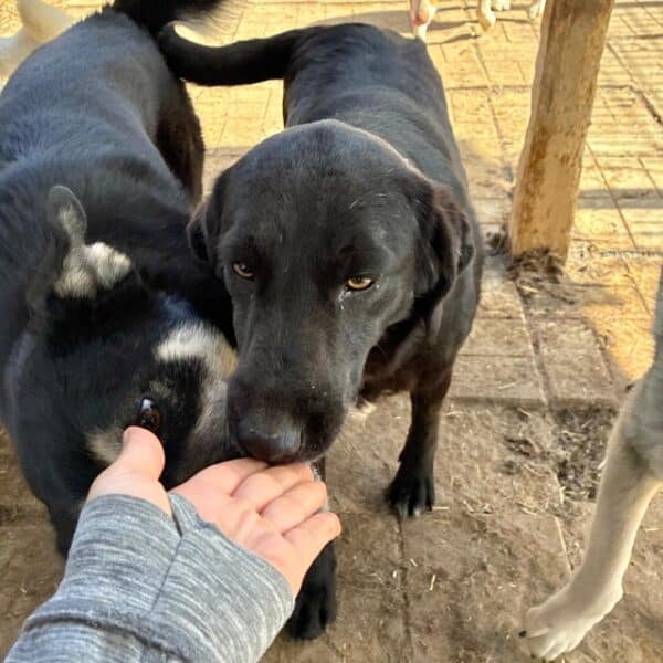 ROXANNE (♀) – Bild 2