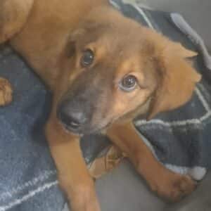 ARTUR (♂) - reserviert Tierhilfe Lebenswert DR - vermittelt