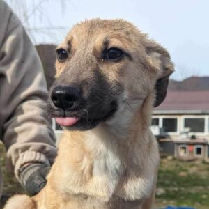 WOMBAT (♂) - ausgereist zum TST Rösrath