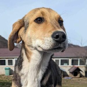 SÖNKE (♂) – ausgereist zum Kinder- und Tierschutzhof Hahnenberg