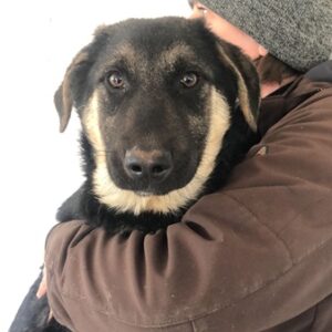 BERNARDO (♂) - auf PDR PS im PLZ Bezirk 34 - vermittelt