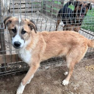 ODIN (♂) - vor Ort vermittelt 05/24