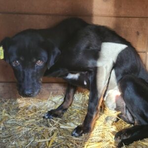 MELI (♀) NOTFALL - wiederholt Mobbingopfer, viel zu dünn!