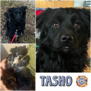 TASHO in 93102 Pfatter - vermittelt