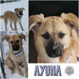 AYUNA (♀) in 21493 Möhnsen - vermittelt