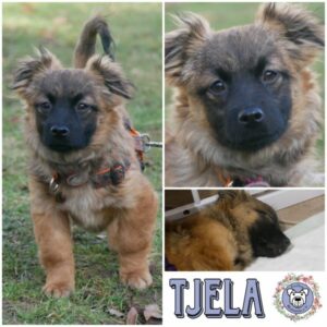 TJELA (♀) in 21493 Möhnsen - vermittelt