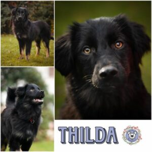 THILDA (♀) in 60386 Frankfurt am Main - vermittelt