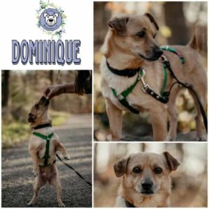 DOMINIQUE (♂) in 40670 Meerbusch - vermittelt