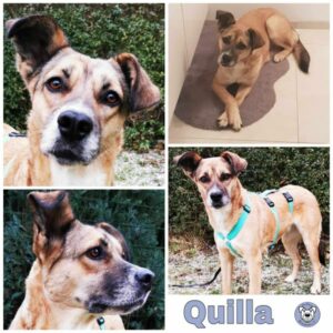 Quilla (♀) in 12101 Berlin - vermittelt