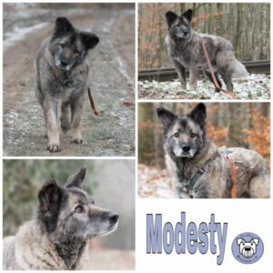 Modesty (♂) in 27726 Worpswede - RBB 01.03.2024