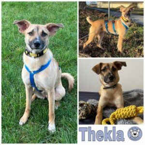 Thekla in 18239 Satow - vermittelt