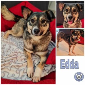 Edda in 64846 Groß-Zimmern  - vermittelt