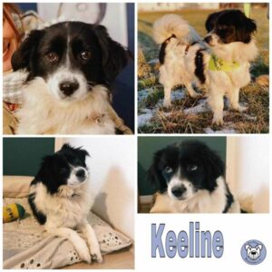 Keeline (♀) in 72144 Tübingen - vermittelt