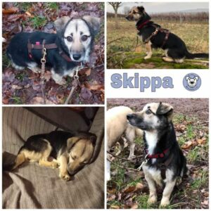 Skippa (♀) in 76829 Landau in der Pfalz - vermittelt