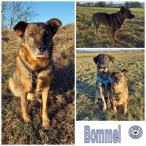 Bommel (♂) in 96120 Bischberg - vermittelt