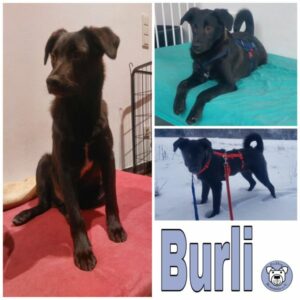 Burli (♂) in 54290 Trier - vermittelt