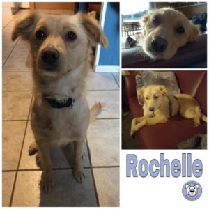 Rochelle (♀) in 29559 Stadensen - vermittelt