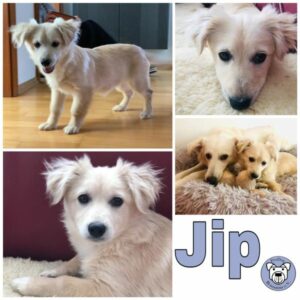 Jip (♀) in 24229 Strande - vermittelt