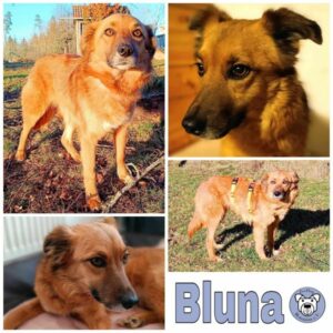 Bluna (♀) in 78713 Schramberg - vermittelt