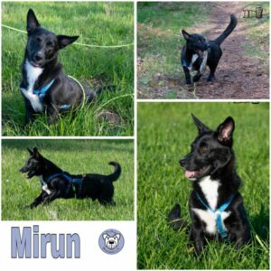 MIRUN (♂) in 18437 Stralsund - vermittelt