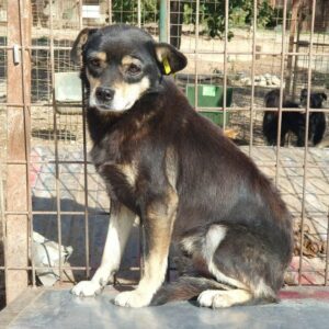 BÄRLI - ausgereist zur Tierhilfe Lebenswert