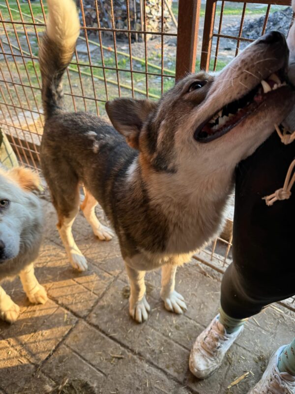 TIKAANI (♂) - verzweifelter Husky-Mix in sehr kleinem Kennel! – Bild 10