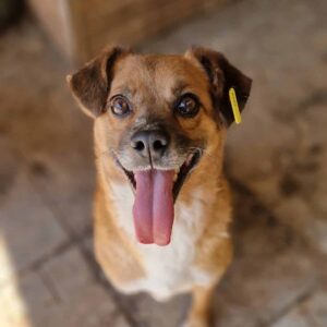 SUWEDI (♂) -  auf PS im PLZ Bereich 12 - vermittelt