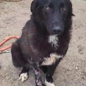 LOLLY (♀) - verletztes Bein - jetzt auf PDR PS im PLZ Bezirk 82  - vermittelt