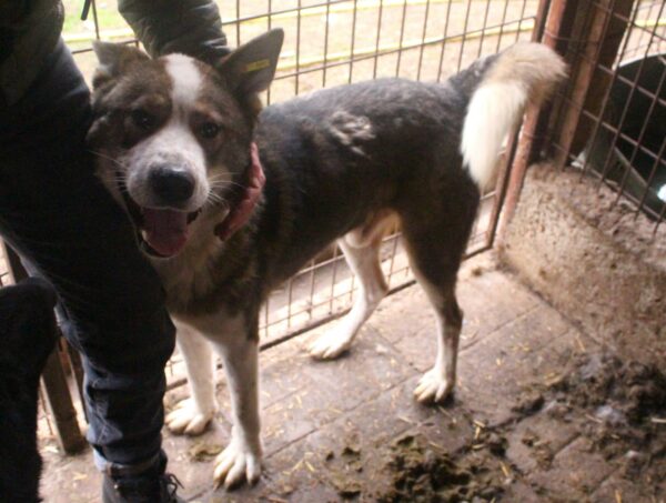 TIKAANI (♂) - verzweifelter Husky-Mix in sehr kleinem Kennel! – Bild 12