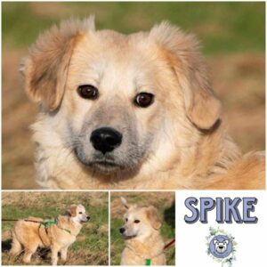 SPIKE (♂) in 18311 Ribnitz Damgarten - vermittelt