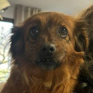 LINDIE (♀) - ausgereist zu Second Chance Dogs