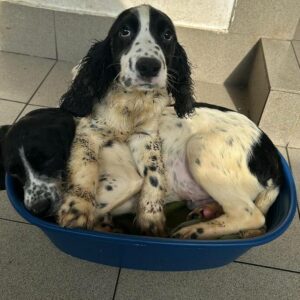 CATALEA (♀) - vor Ort vermittelt 03/24