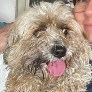 QUACKS (♂) - auf PDR PS im PLZ Bezirk 18 - vermittelt