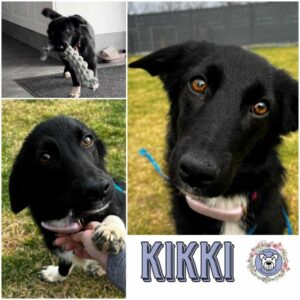 KIKKI (♀) in 15306 Seelow - vermittelt