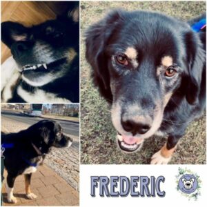 FREDERIC (♂)  in 91054 Erlangen - vermittelt