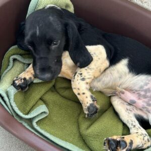 DAVIDO (♂) - ausgereist zum Kinder- und Tierschutzhof Hahnenberg e.V.