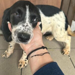 PÜNKTCHEN (♂) - ausgereist zum Kinder- und Tierschutzhof Hahnenberg