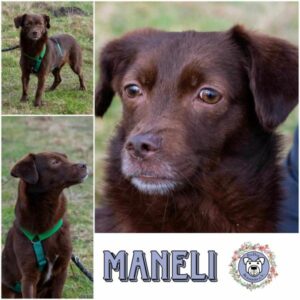 Maneli (♀) in 18311 Ribnitz Damgarten - vermittelt