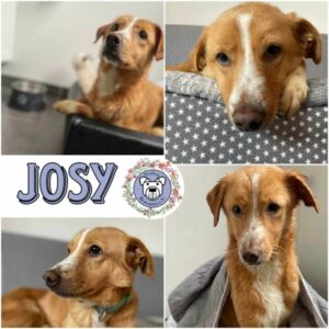 JOSY (♀) in 24960 Munkbrarup - vermittelt