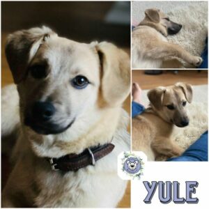 YULE (♂) in 54311 Trierweiler - vermittelt