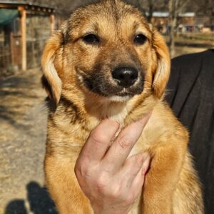 COLEEN (♀) - ausgereist zur Hundehilfe Kreta e.V.